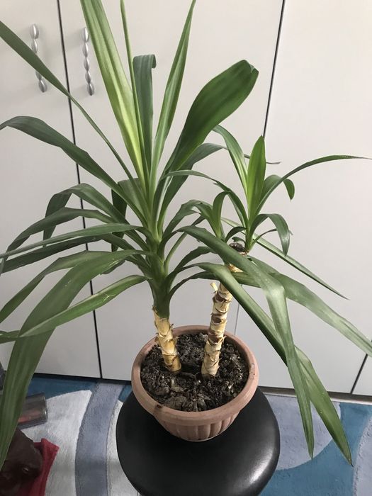 Продам декоративну пальму