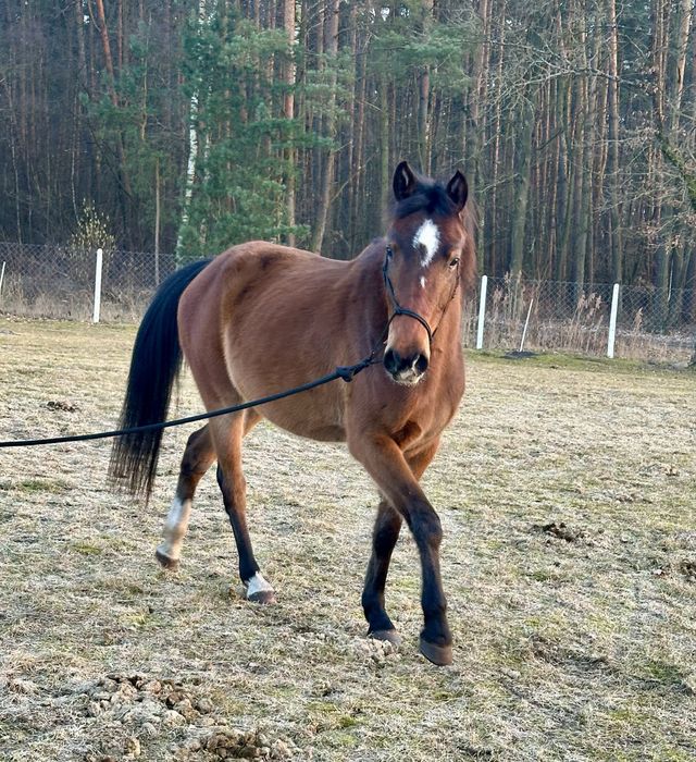 Klacz / Koń - 4,5 roku