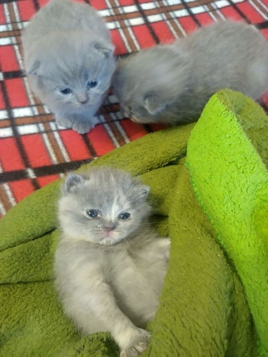 Шотландські кошенята