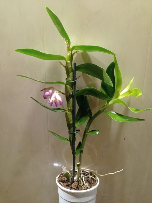 Орхидея Дендробиум Нобиле.