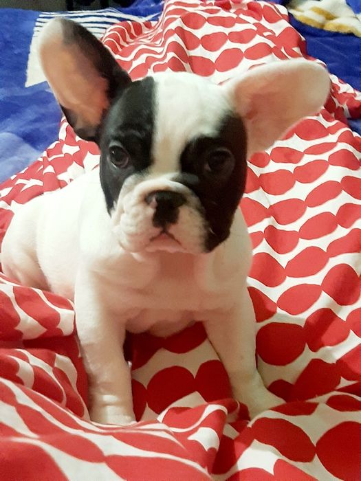 Французский бульдог.девочка
