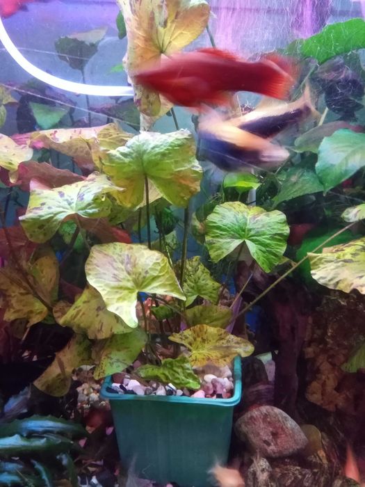 Roślinki lotos zielony