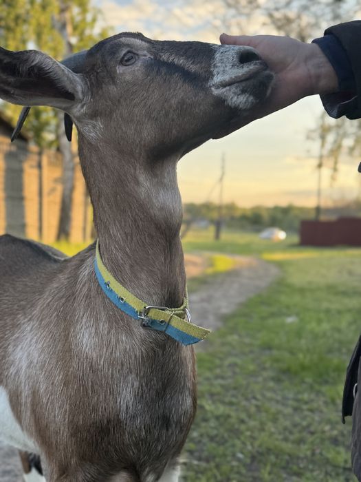 Продам молоду козу та козеня  (м. Прилуки)