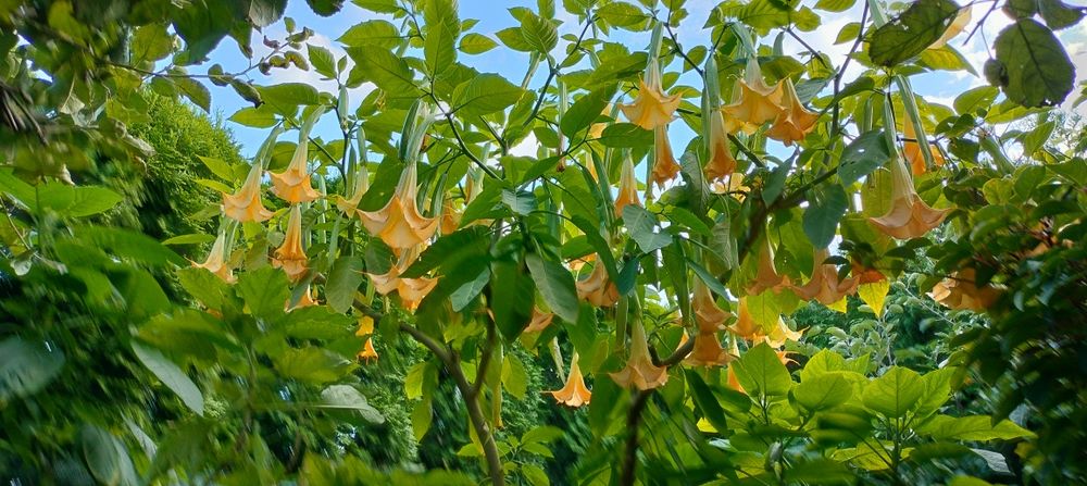 Datura brugmansia bieluń ogromna