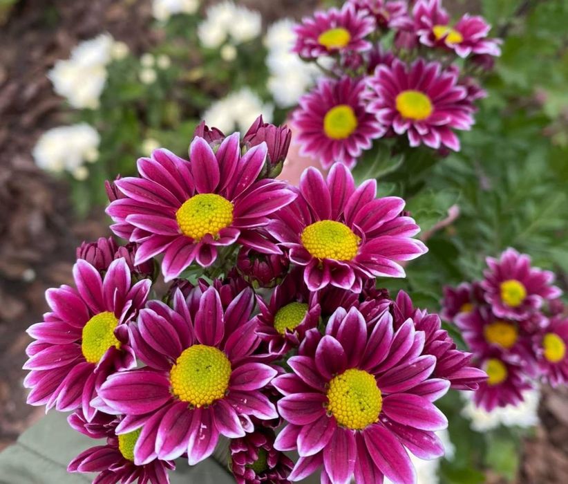 Великоквіткові хризантеми