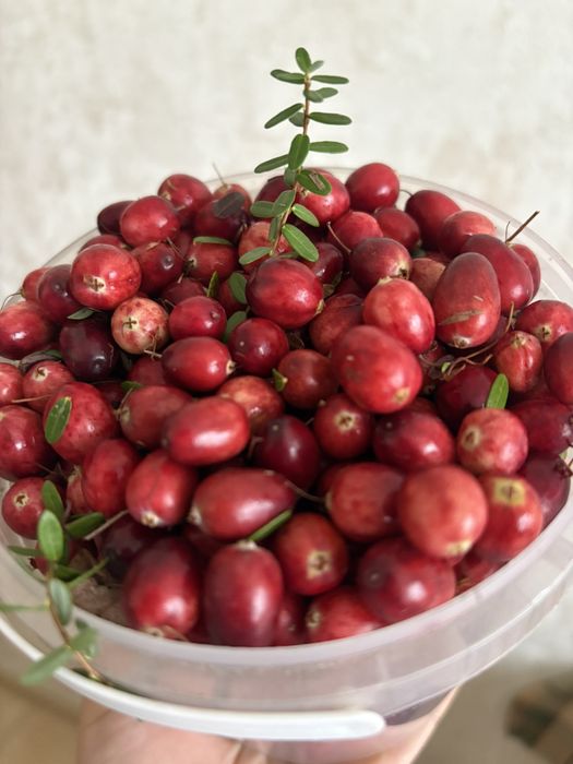 Продам журавлину великоплідну