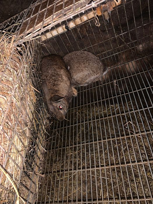 Último casal de coelhos b
