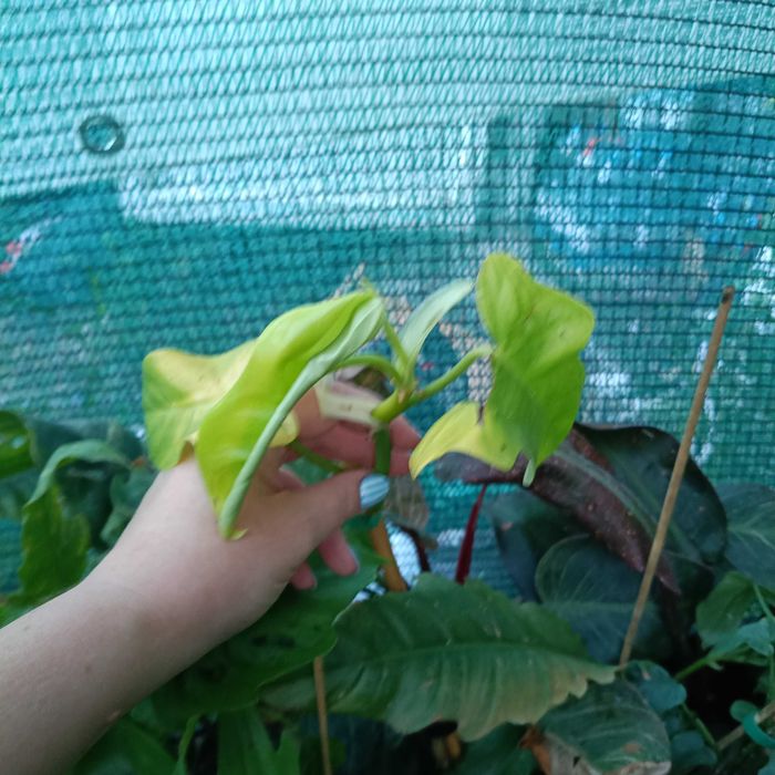 philodendron golden violin,cięty szczyt