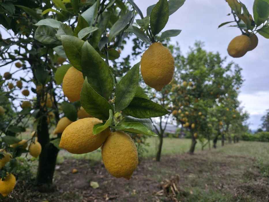 Limões Produção Própria