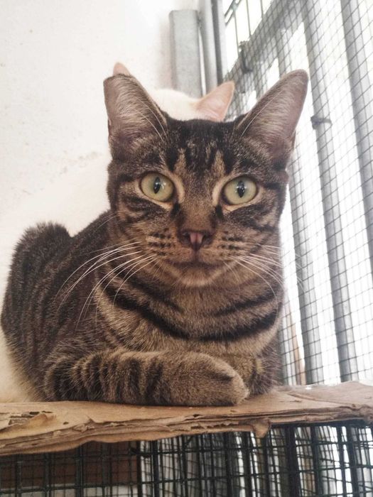 FUSCA (Fêmea, 2 Anos) - Para Adoção