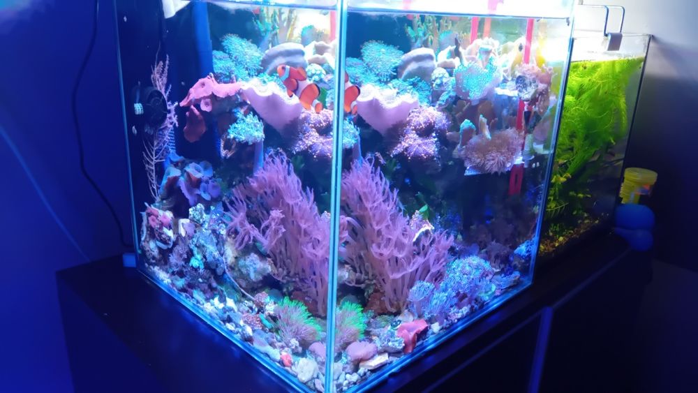 Akwarium morskie zestaw 35x35x35