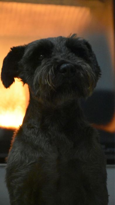 Sznaucerki miniaturowe