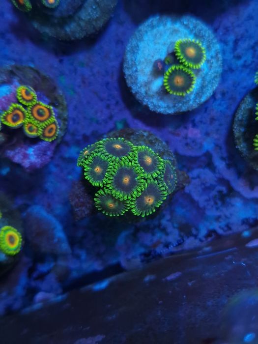 Frags zoas corais agua salgada