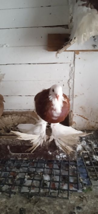 Sprzedam pliki nowy Sącz