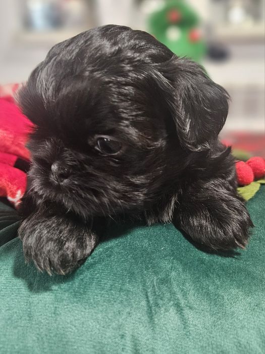 Sunia Shih-tzu FCI : Urocza czarna sunia FCI