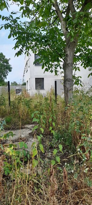 REZERWACJA DO 15.08 oddam drewno za wycinkę