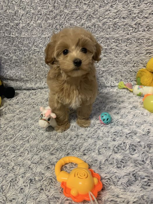 Вільна дівчинка Мальтипу F1