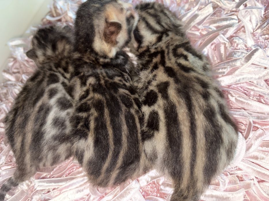 Бенгальські кошенята