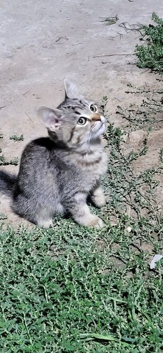 Відам кошенят в добрі руки