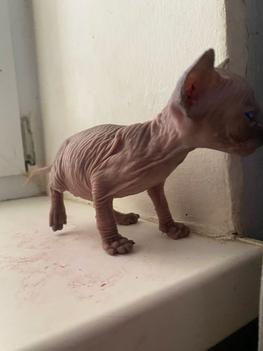 Кошенята канадського сфінкса