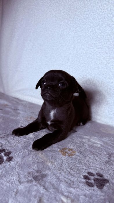 Chihuahua xs czarny piesek gotowy do odbioru.