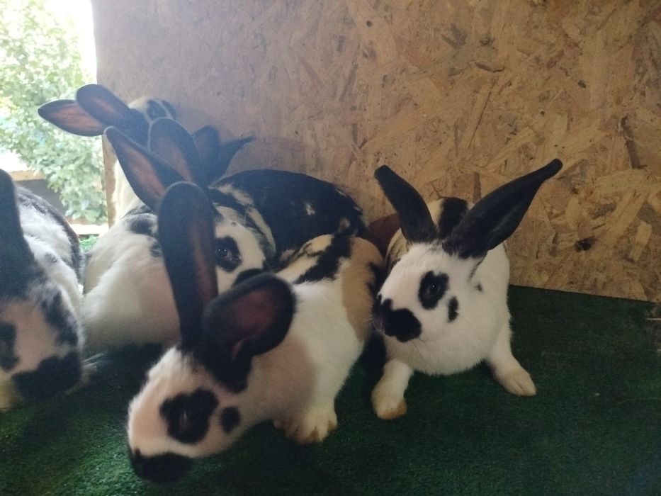 Coelhos cruzados gigantes borboleta