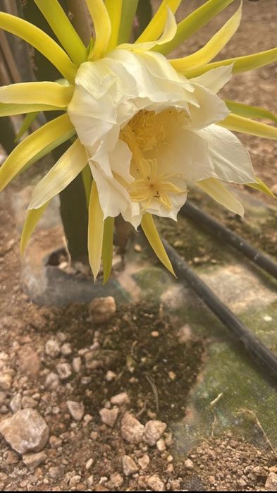 Mudas de pitaya Golden Yellow (Auto-Fertil)
