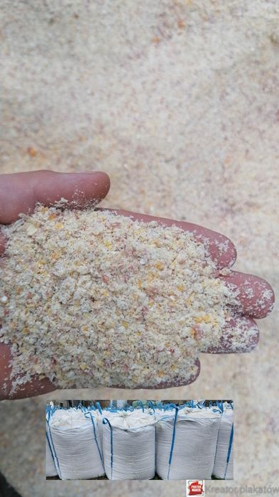 Ccm mielone kiszone ziarno kukurydzy kzk zbiór 2025 transport