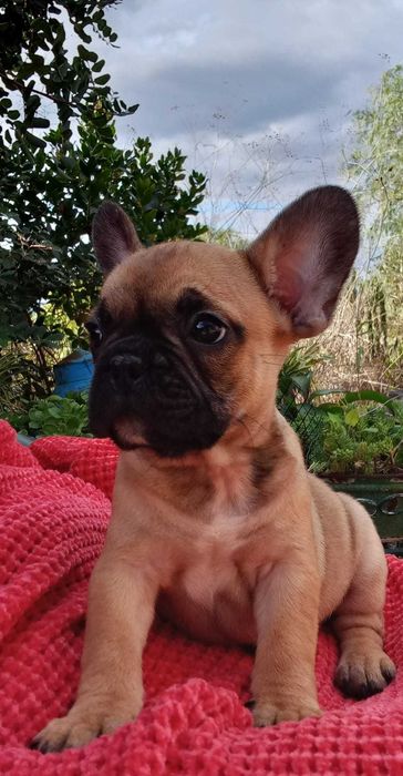 Buldogue Francês lindo de morrer