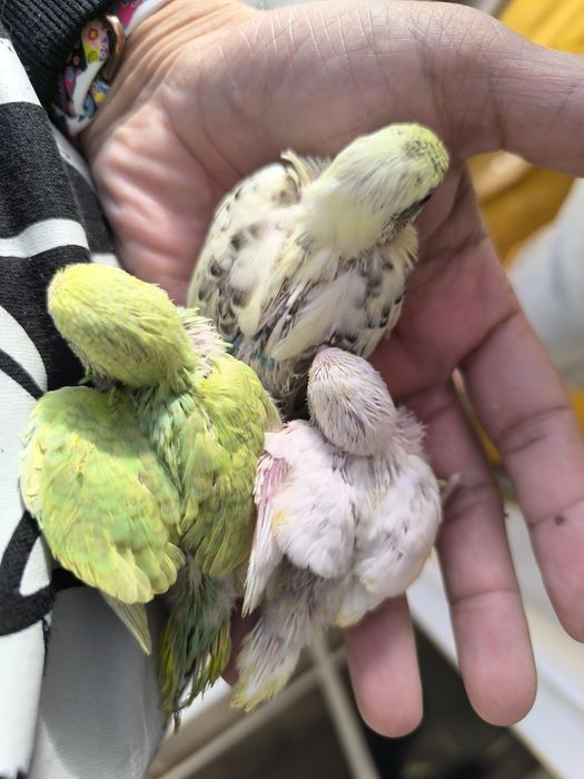 Piriquitos de 22 /12/2025