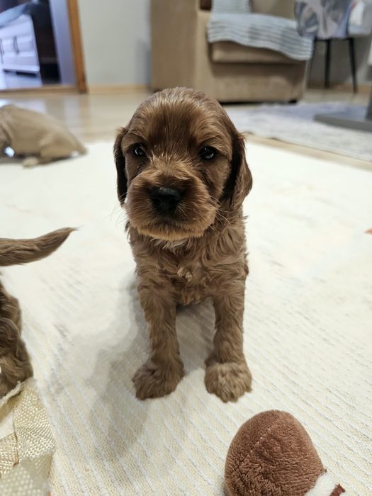 Cockapoo maluszki