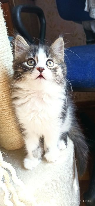Кошеня хлопчик. Метис турецької. 2 місяці.
