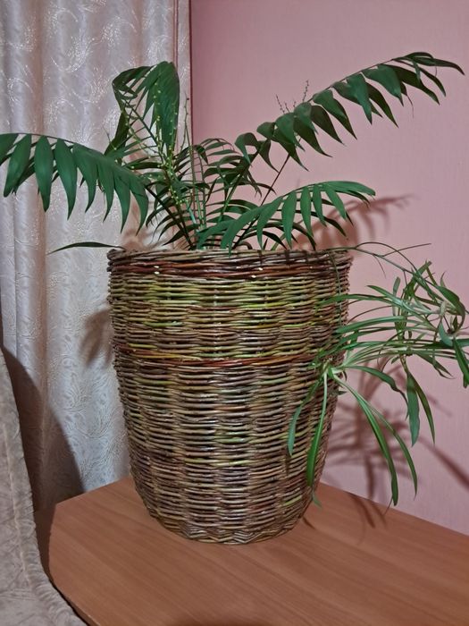 Обмінятися на розсаду сухоцвітів та декоративні  кущі