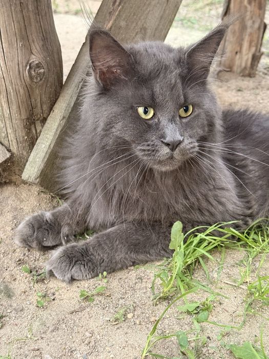 Maine Coon kocur MCO a