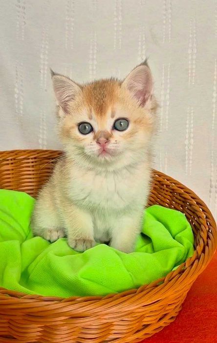 Шотландские котята (ЗОЛОТАЯ ШИНШИЛЛА)