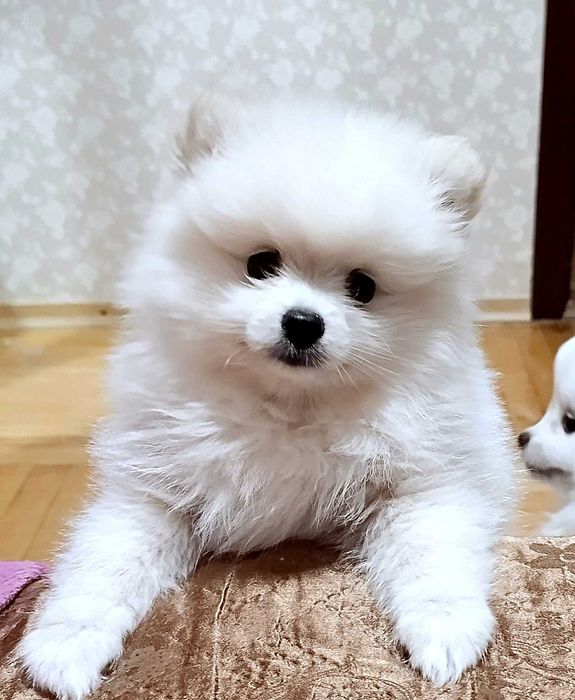 Дівчинка померанський шпіц