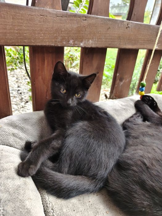 Kotki do adopcji