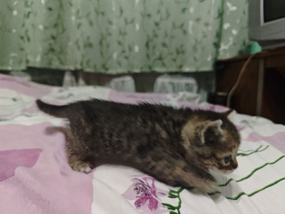 Котик в добрі руки