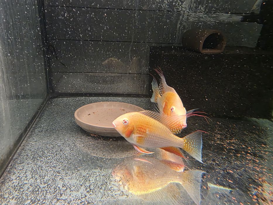 Ziemiojady Acarichthys heckeli albino dobrane pary.