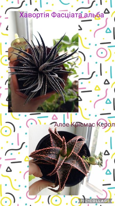 Епіфіллум King Midas. Фікус. Хавортія. Алое