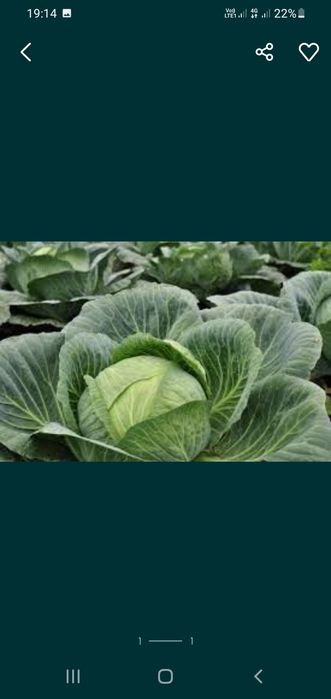 Насіння капусти "Амагер"