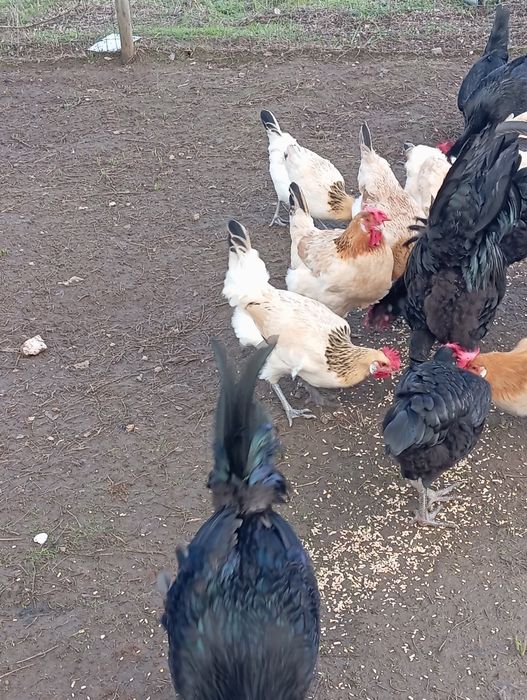 Galos andaluz surenha morucha - pais campeões, excelente saúde