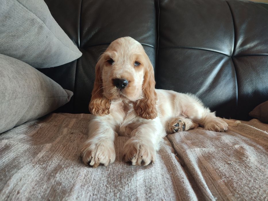 Cocker spaniel inglês