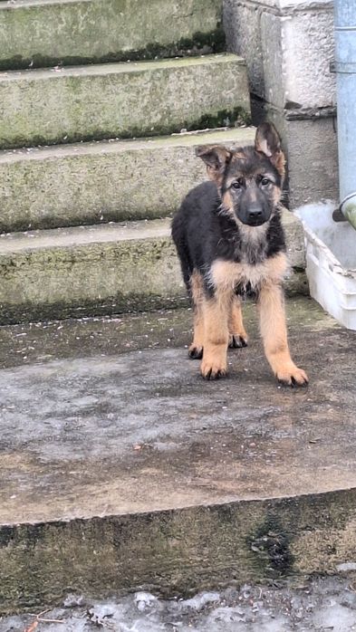 Sprzedam owczarka niemieckiego krótkowłosego