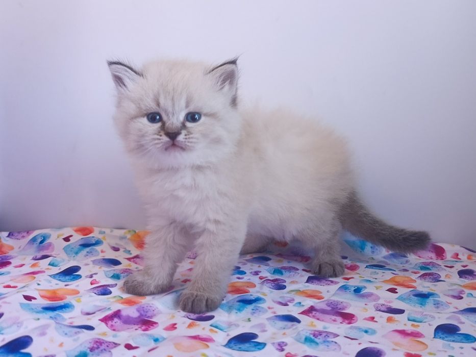 Клубна невська маскарадна красуня Estella
