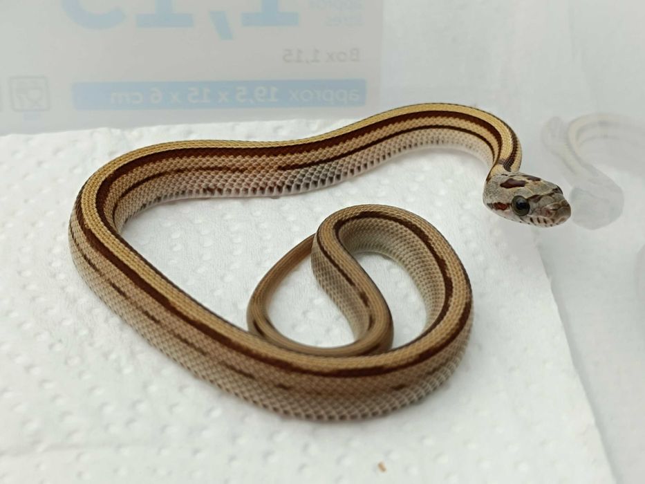 Wąż zbożowy / Samica / Odmiana:  Caramel Stripe poss Buf het sunkissed, amel ph. 50% lavender / ID: D24