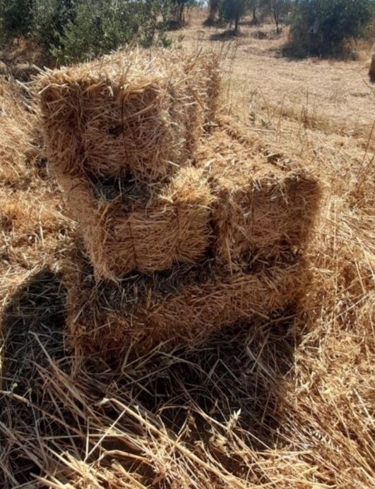 Vendo Fardos pequenos