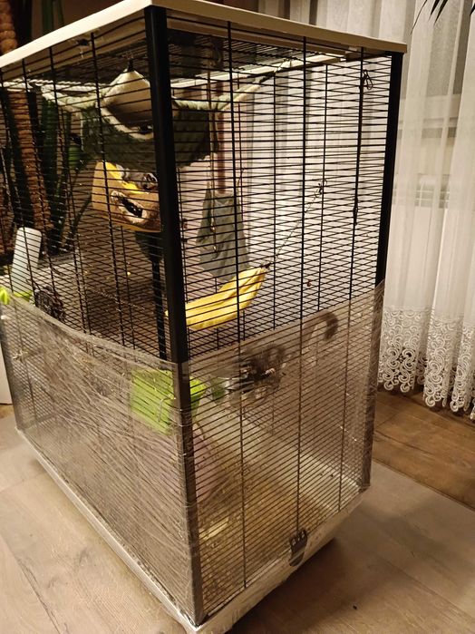 Lotopałanki karłowate