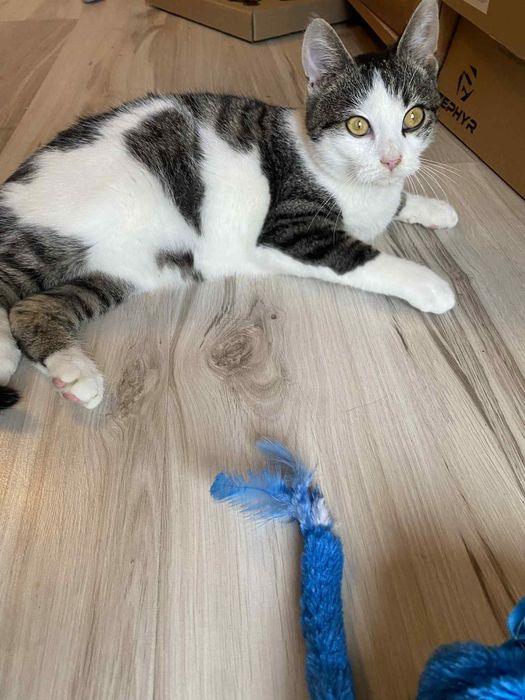 Młody, przyjazny kocurek do adopcji