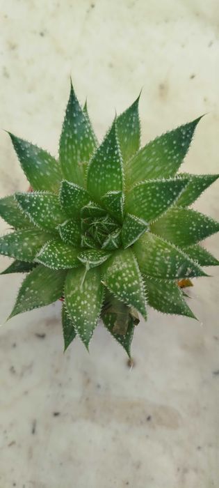 Suculentas por apenas 2€